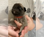 Small Photo #12 Pug Puppy For Sale in SUMTER, SC, USA