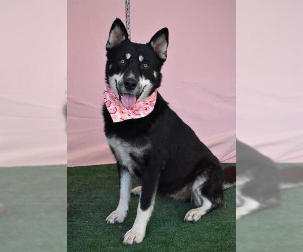 Medium Photo #1 German Shepherd Dog-Siberian Husky Mix Puppy For Sale in Bakersfield, CA, USA