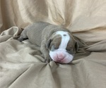 Small Photo #12 Olde English Bulldogge Puppy For Sale in CHETEK, WI, USA