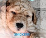 Puppy Puppy 4 Goldendoodle