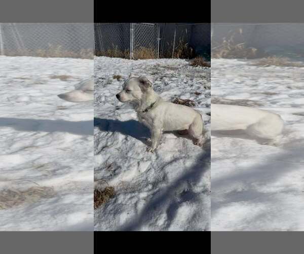 Medium Photo #3 Australian Shepherd-Chihuahua Mix Puppy For Sale in Mukwonago, WI, USA