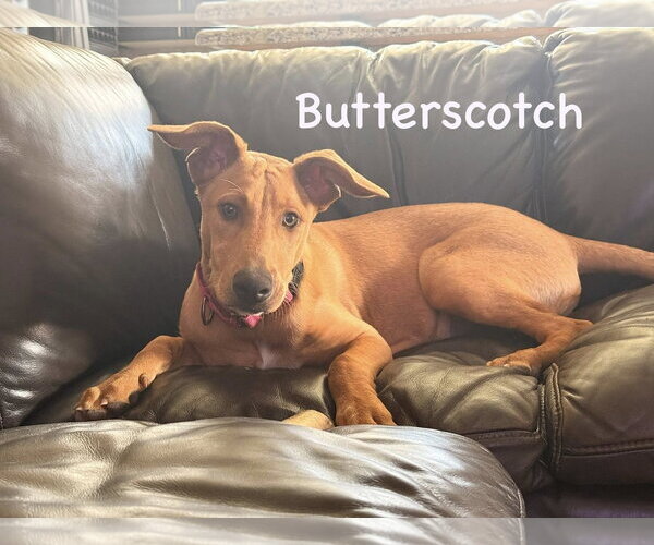 Medium Photo #8 Carolina Dog-German Pinscher Mix Puppy For Sale in Cave Creek, AZ, USA