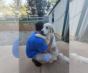 Anatolian Pyrenees Dogs for adoption in Thomasville, NC, USA