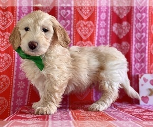 Goldendoodle (Miniature) Puppy for sale in LANCASTER, PA, USA