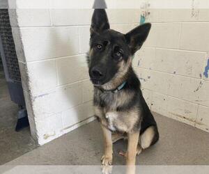 German Shepherd Dog Dogs for adoption in San Bernardino, CA, USA