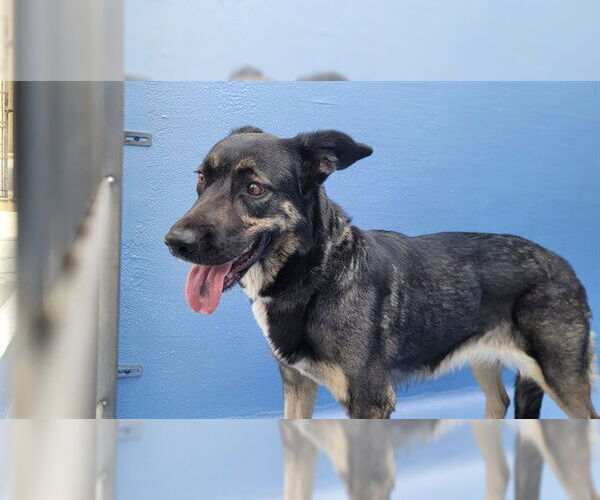 Medium Photo #1 German Shepherd Dog-Unknown Mix Puppy For Sale in Downey, CA, USA