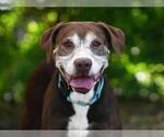 Small #2 Labrador Retriever