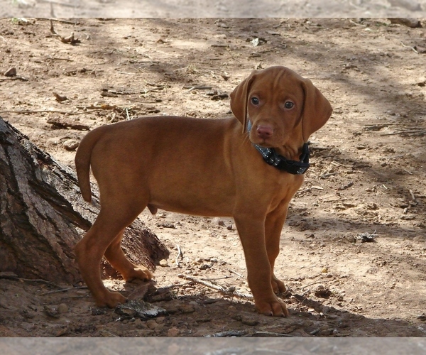 Medium Photo #3 Vizsla Puppy For Sale in AMORITA, OK, USA