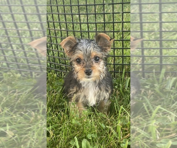 Medium Photo #3 Yorkshire Terrier Puppy For Sale in CANOGA, NY, USA