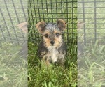 Small #2 Yorkshire Terrier