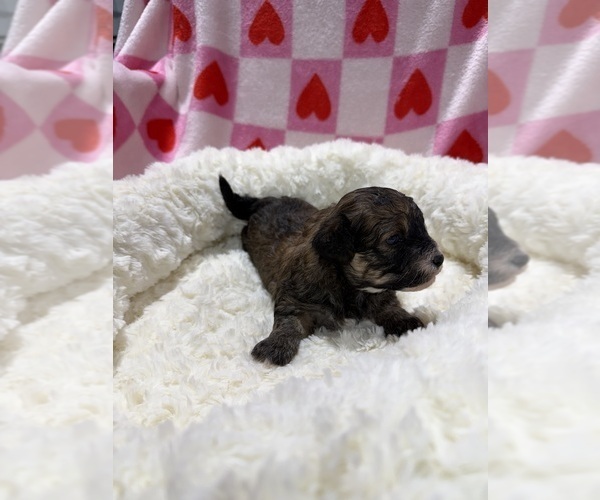 Medium Photo #4 Havapoo Puppy For Sale in GUTHRIE, KY, USA