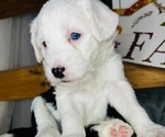 Puppy Frank Sheepadoodle