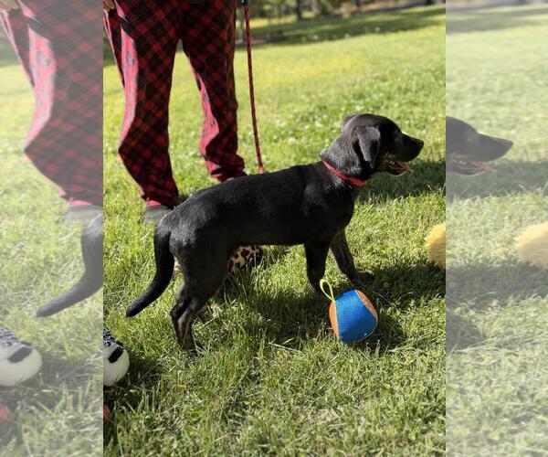 Medium Photo #3 Labrador Retriever-Unknown Mix Puppy For Sale in Yardley, PA, USA