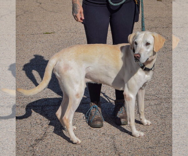 Medium Photo #3 Mutt Puppy For Sale in Huntley, IL, USA