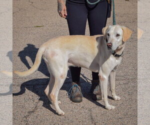 Charles - Male Mutt Dog for Adoption - Photo #3