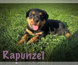 Rottweiler Puppy for sale in BERNVILLE, PA, USA