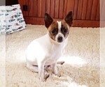 Small Photo #1 Chihuahua Puppy For Sale in RUSTBURG, VA, USA