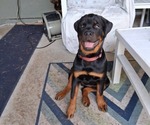 Small #17 Rottweiler