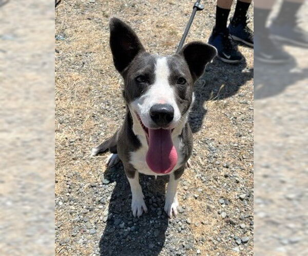 Medium Photo #7 Border Collie-Unknown Mix Puppy For Sale in Chico, CA, USA