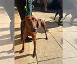 Small Photo #1 Redbone Coonhound-Unknown Mix Puppy For Sale in New York, NY, USA