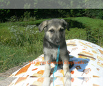 Small #2 German Shepherd Dog