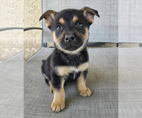 Medium Photo #2 Mutt Puppy For Sale in Corona, CA, USA