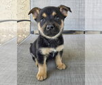 Small #1 Mutt