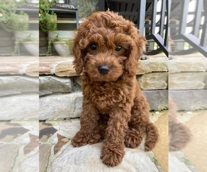 Cavapoo Puppy for sale in SPRING LAKE, NC, USA