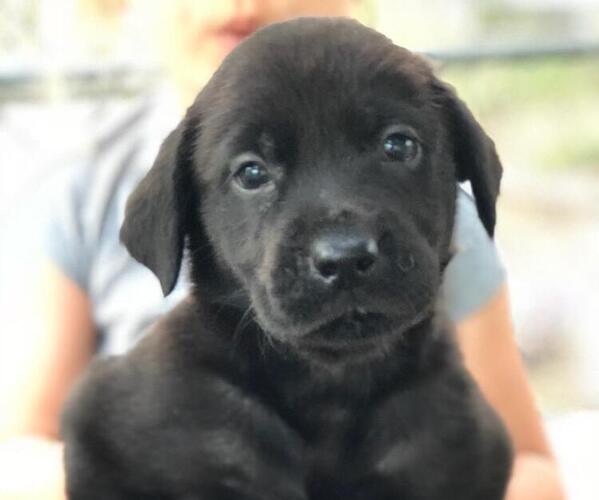Medium Photo #1 Labrador Retriever Puppy For Sale in DAYTON, TN, USA