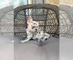 Freeza - Female French Bulldog Puppy for Sale - Photo #6