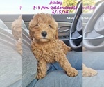 Puppy Ashley Goldendoodle (Miniature)