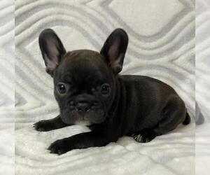 French Bulldog Puppy for sale in JOHNS ISLAND, SC, USA