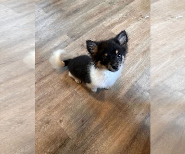 Medium Photo #4 Pomeranian-Unknown Mix Puppy For Sale in Pacolet, SC, USA