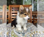 Bambi - Female Pembroke Welsh Corgi Puppy for Sale - Photo #4