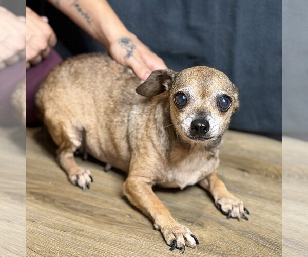 Medium Photo #3 Chihuahua Puppy For Sale in Yardley, PA, USA