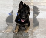 Small #2 German Shepherd Dog