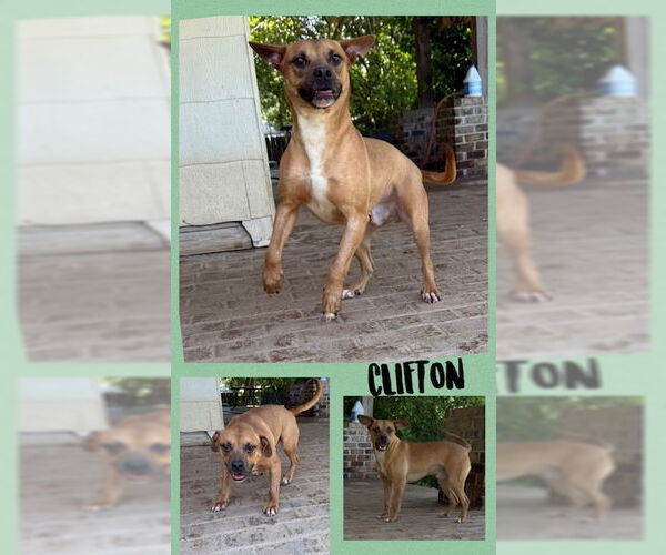 Medium Photo #6 Boxer-Unknown Mix Puppy For Sale in Woodbury, NY, USA