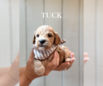 Image preview for Ad Listing. Nickname: Tuck