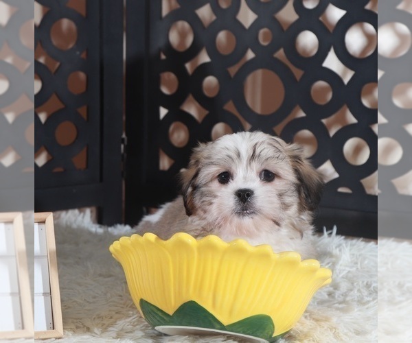 Medium Photo #2 Zuchon Puppy For Sale in MOUNT VERNON, OH, USA