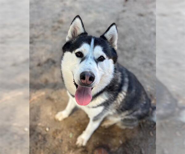 Medium Photo #4 Siberian Husky Puppy For Sale in Santa Maria, CA, USA