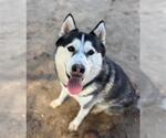 Small #3 Siberian Husky