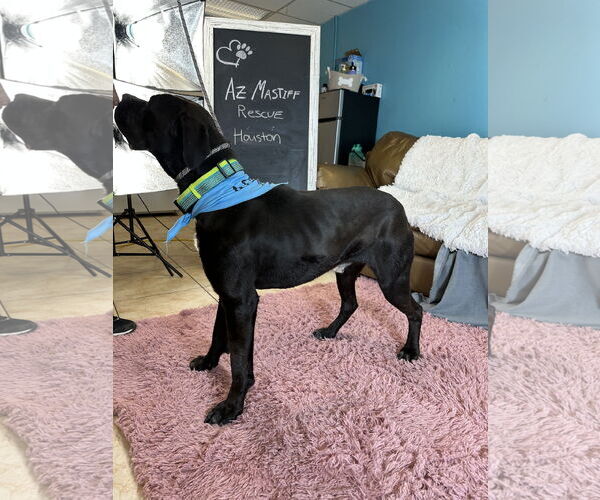 Medium Photo #5 Mastiff Puppy For Sale in Goodyear, AZ, USA