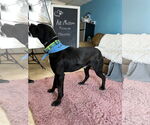 Small #4 Mastiff