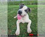 Small #2 American Pit Bull Terrier Mix