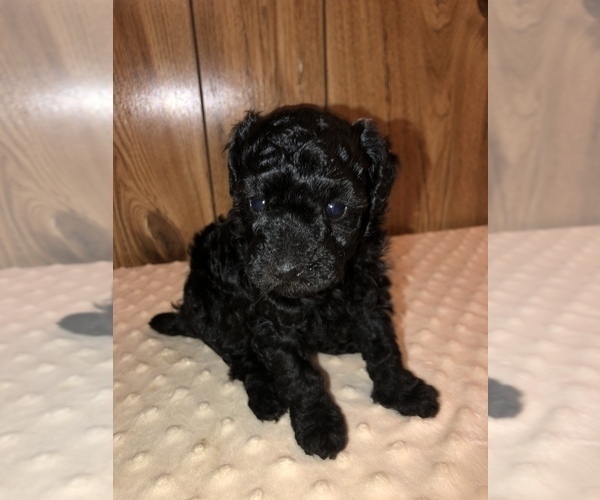 Medium Photo #1 Poodle (Miniature) Puppy For Sale in IRON, MN, USA
