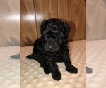 Small Photo #1 Poodle (Miniature) Puppy For Sale in IRON, MN, USA