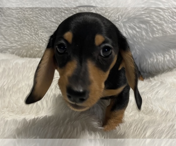 Medium Photo #8 Dachshund Puppy For Sale in SELAH, WA, USA