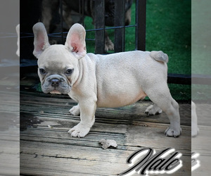 French Bulldog Puppy for Sale in JONESBORO, Georgia USA