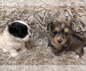 Yorkshire Terrier Puppy for Sale in VIRGINIA BEACH, Virginia USA