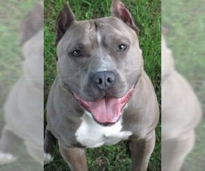 GEORGE - Male American Pit Bull Terrier Dog for Adoption - Photo #4